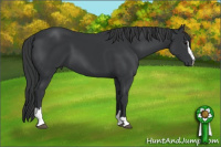 Horse Color:Black Sabino