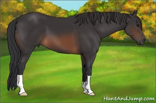 Horse Color: Brown 