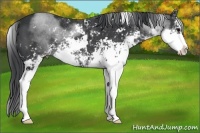 Horse Color:Black Sabino Rabicano