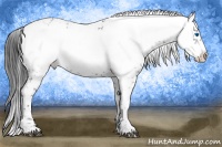 Horse Color:Blue Roan Frame 