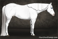 Horse Color:Liver Chestnut Frame 