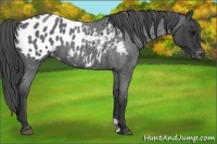 Horse Color:Blue Roan Blanket 