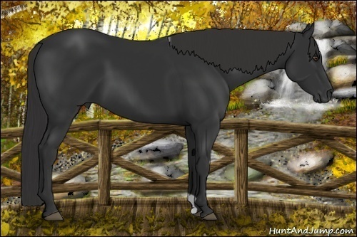 Horse Color: Liver Chestnut 