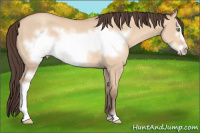 Horse Color:Amber Champagne Dun Sabino Frame Rabicano 