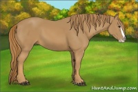 Horse Color:Chestnut Splash 