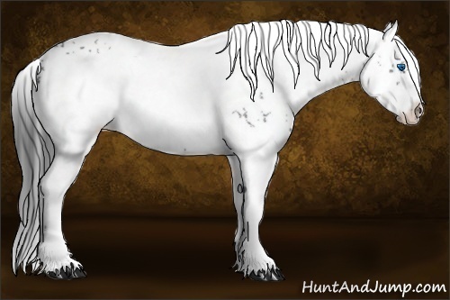 Horse Color: Black Frame 