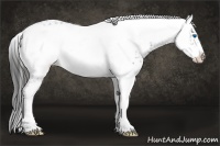 Horse Color:Liver Chestnut Frame Appaloosa 