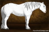 Horse Color:Liver Chestnut Frame 