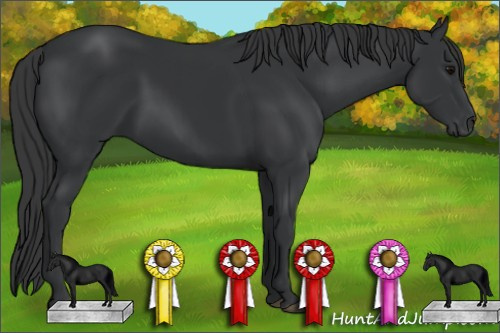 Horse Color: Black 