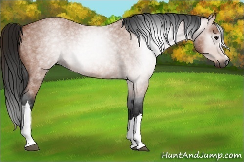 Horse Color:Gray Bay Roan 