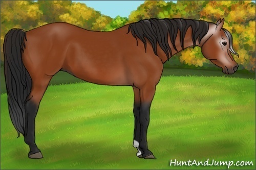 Horse Color:Gray Bay 