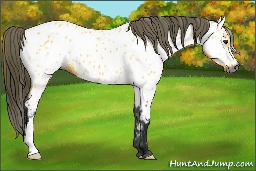 Horse Color:Gray Buckskin Near Leopard