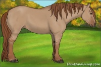 Horse Color:Red Dun 