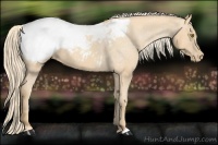Horse Color:Gold Champagne Snowcap 