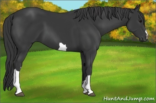 Horse Color: Black 