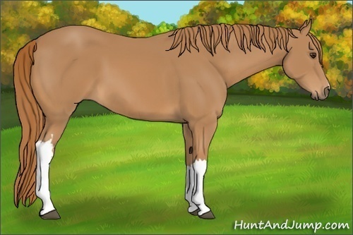Horse Color: Unknown 