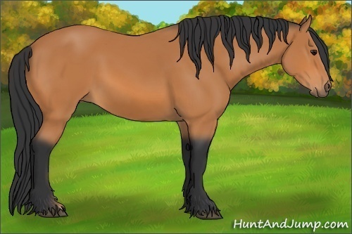 Horse Color: Bay 