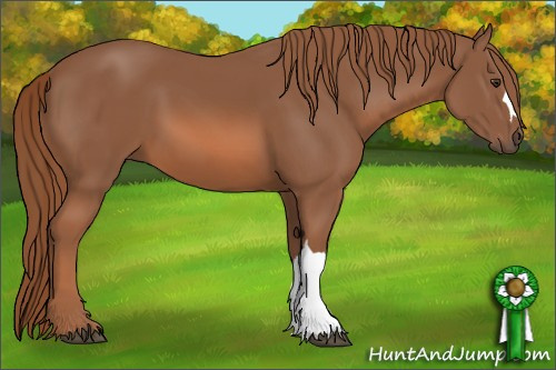 Horse Color: Chestnut 