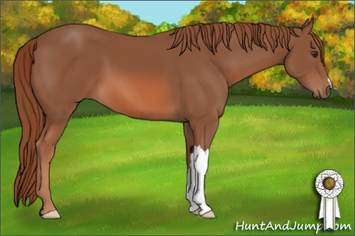 Horse Color: Chestnut 