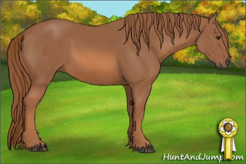 Horse Color: Chestnut 