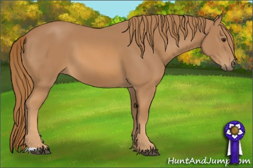 Horse Color: Chestnut 