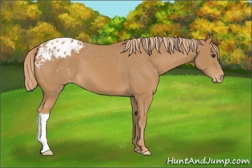 Horse Color: Chestnut Blanket 