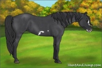 Horse Color:Blue Roan Frame 