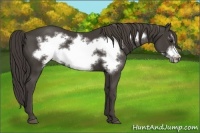 Horse Color:Smoky Black Frame 