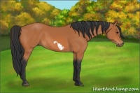 Horse Color:Bay Frame