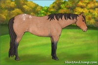 Horse Color:Bay Roan Appaloosa
