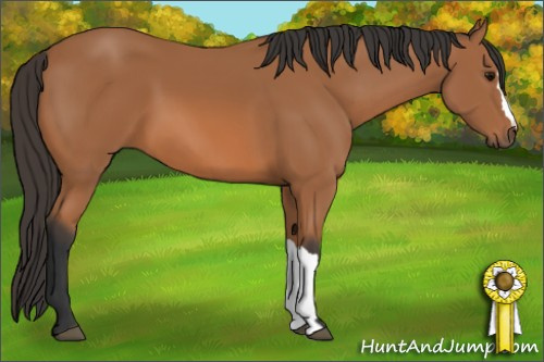 Horse Color: Bay 