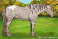 Horse Color:Classic Champagne Appaloosa 