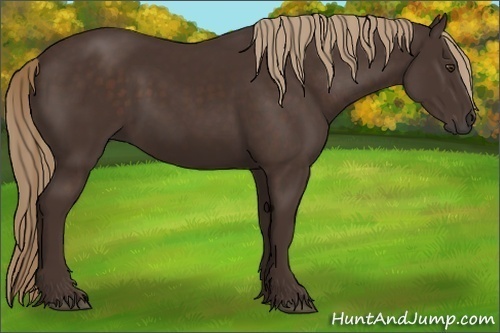 Horse Color: Liver Chestnut 