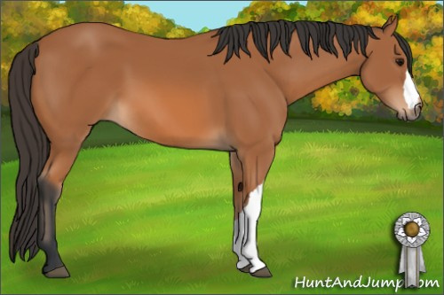 Horse Color: Bay 