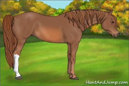 Horse Color: Chestnut 