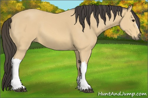 Horse Color: Buckskin 