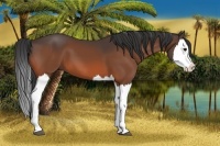 Horse Color:Bay Splash 