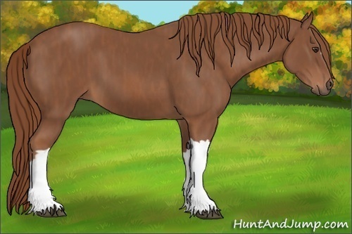 Horse Color:Chestnut  Brindle