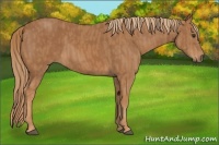Horse Color:Chestnut  Brindle