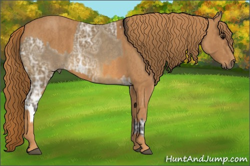 Horse Color: Buckskin Ice  Brindle