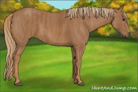 Horse Color:Chestnut  Brindle