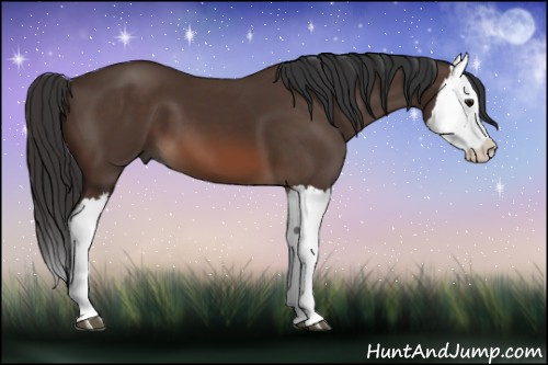 Horse Color: Brown Splash 