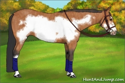Horse Color:Bay Frame Brindle
