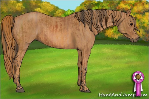 Horse Color: Bay  Brindle