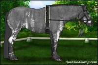 Horse Color:White Spotted Blue Roan Rabicano  Brindle