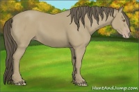 Horse Color:Classic Cream Champagne 