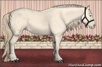 Horse Color:Perlino 