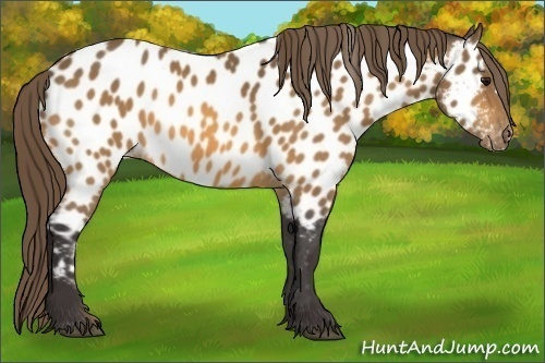 Horse Color:Buckskin Near Leopard
