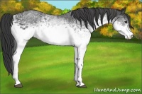 Horse Color:White Spotted Blue Roan Rabicano  Brindle