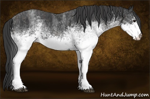 Horse Color:Unknown 